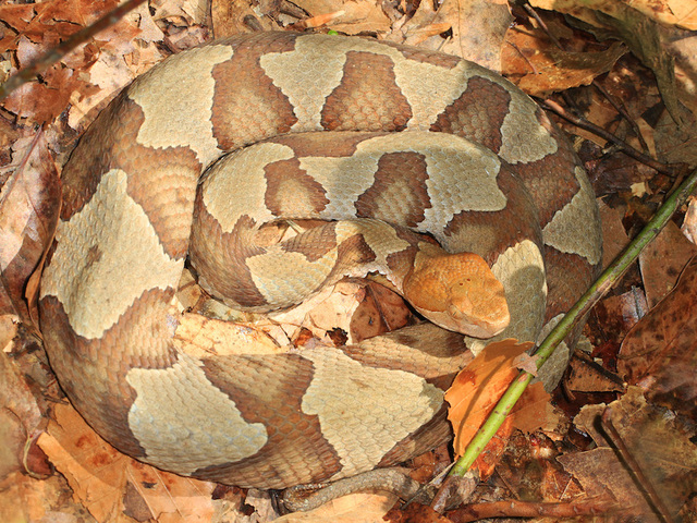 Two pitbulls save children from a poisonous snake Two pitbulls save children from a poisonous snake