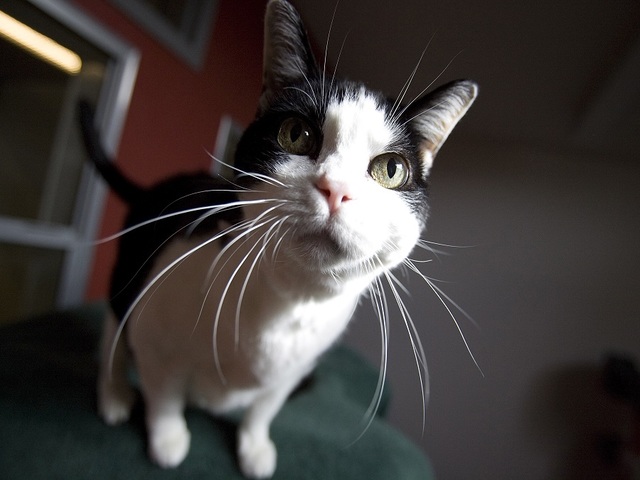 Cats linked to road rage, mental illnesses