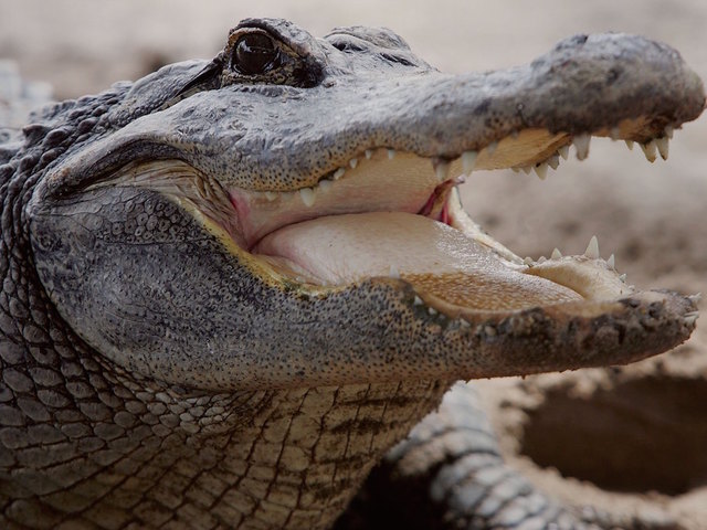 Mid-Michigan becomes alligator alley