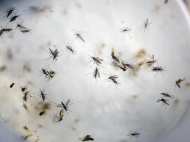 Zika funds: Senate easily advances $1.1B