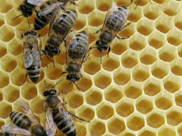 Bees_1470523541829_43843978_ver1.0_640_480.jpg