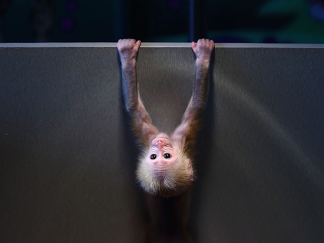 Hidden monkey on Las Vegas-bound flight causes stir