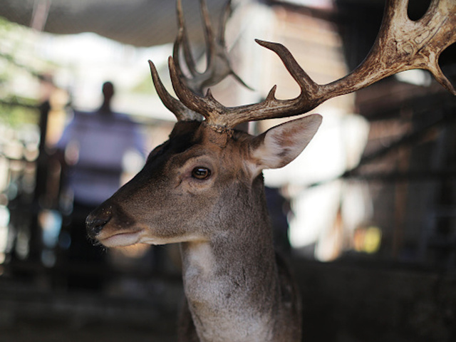 deer season