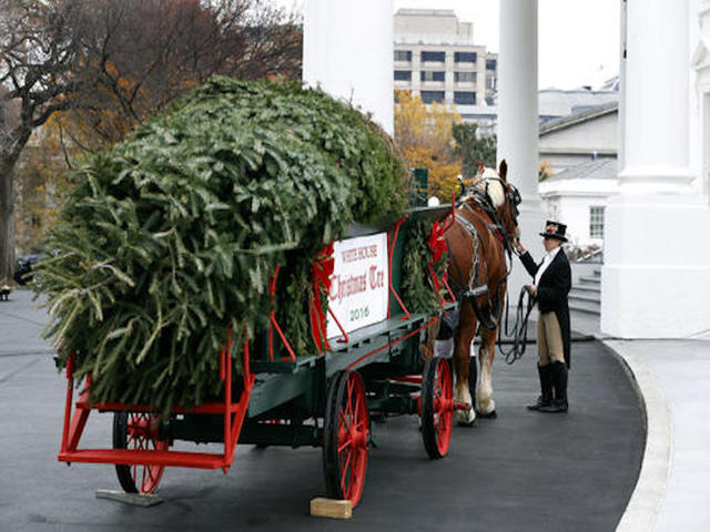 First Lady Michelle Obama receives White House Christmas tree