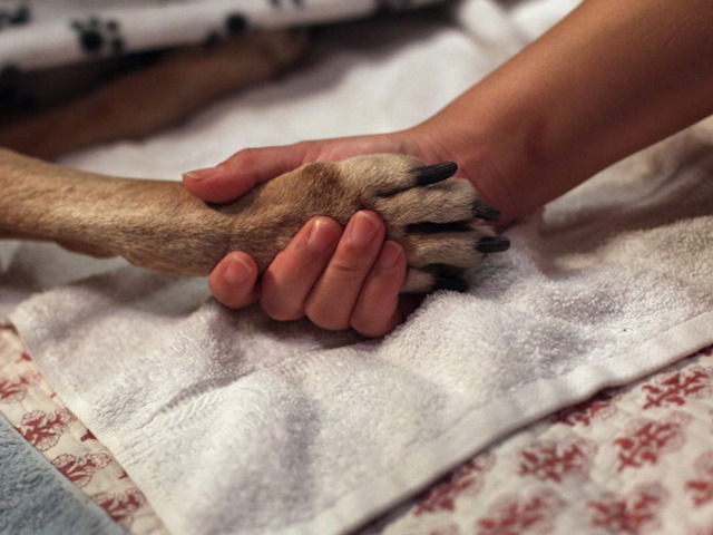 53 puppies die in overheated truck in Missouri