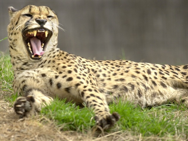 Grand Rapids zoo, museum see visitor jump since tax approved