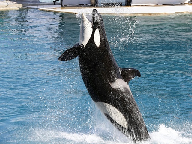 Researchers: Killer whale Granny considered dead