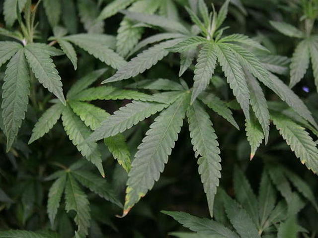 Woman claims she was sent weed instead of toys