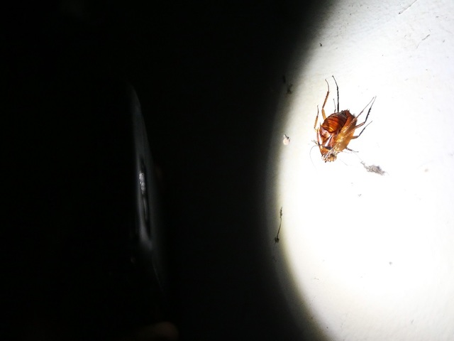 These cities have the worst roach and rodent infestations