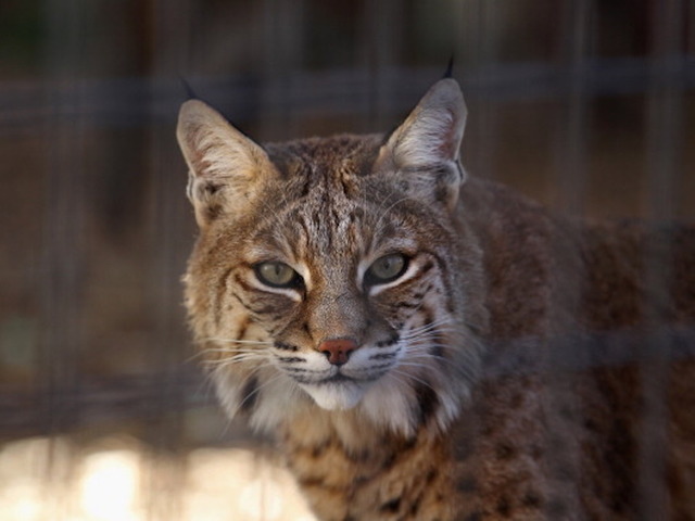 Zookeepers recapture missing bobcat at DC zoo
