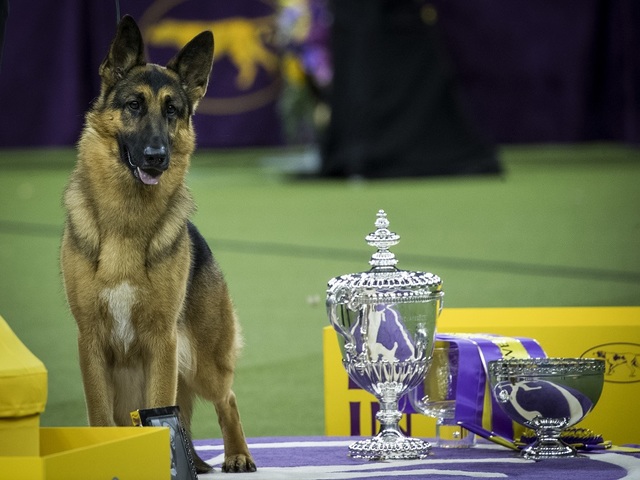 Rumor the German shepherd wins Best in Show prize at Westminster