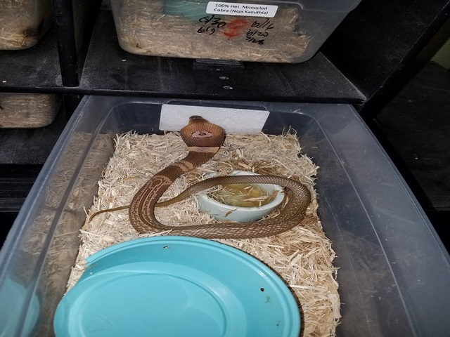 Deadly cobra on the loose in central Florida