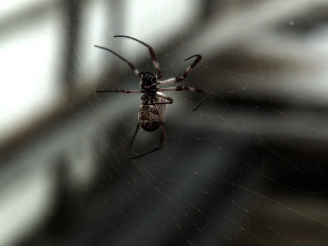 Spiders eat nearly 1B tons of insect each year, report says