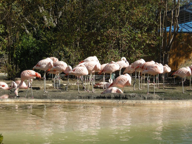 Kids break into a zoo and stone a flamingo to death