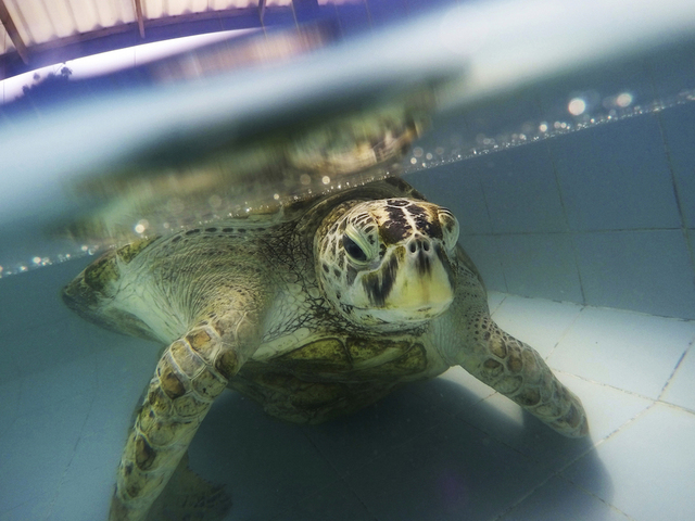Turtle nicknamed 'Piggy Bank' dies after swallowing nearly 1,000 coins in Thailand pond
