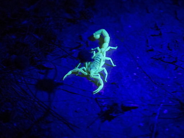 Scorpion found on United flight for second time in just over a month