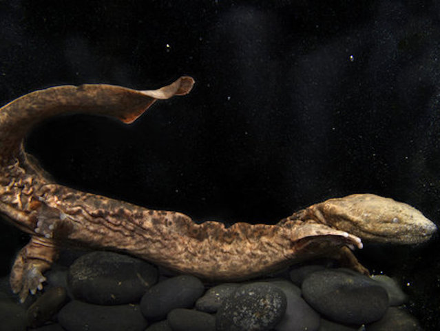 What's in a name? Bronx Zoo proudly displays 'snot otters'