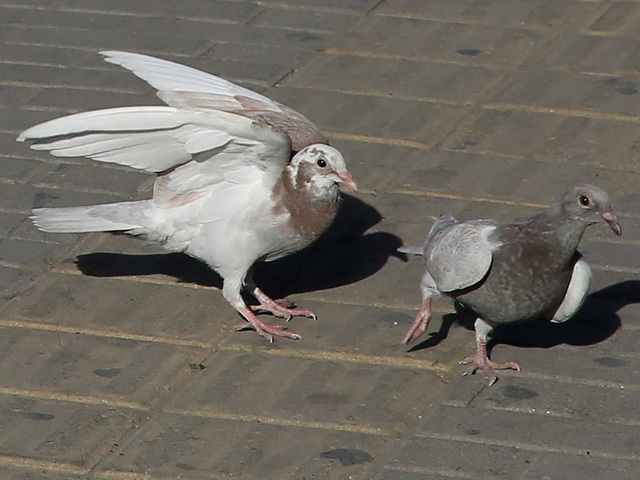 Police catch pigeon wearing 'backpack' full of ketamine pills in apparent drug-smuggling attempt