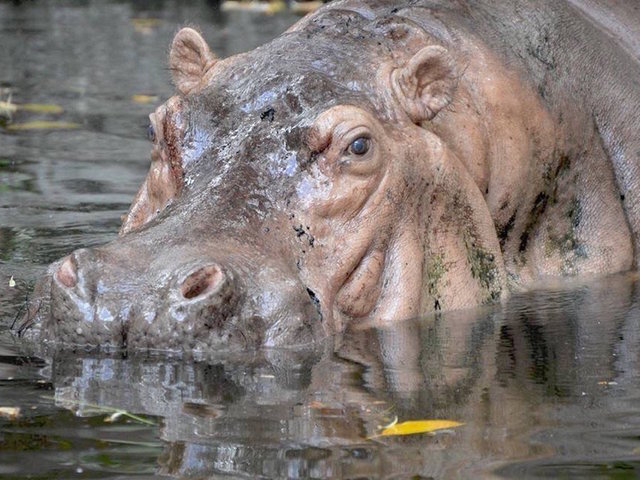 World's oldest captive hippo, Queen Bertha, dies at 65