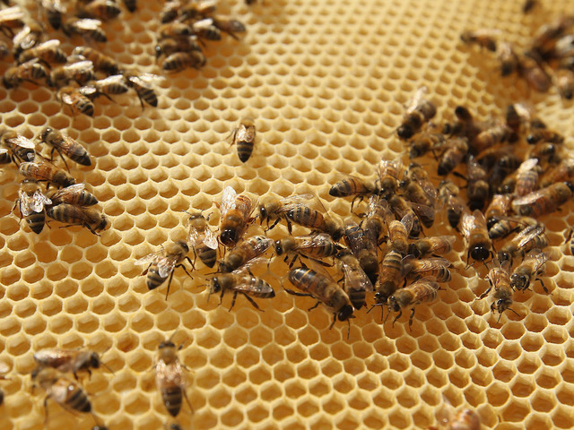 Bee colony swarms New Jersey town; Beekeeper, wife hospitalized