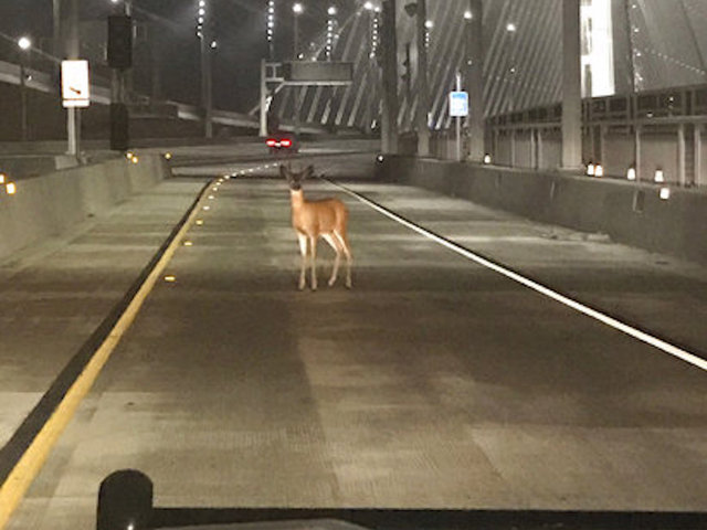 Officers stop deer on California bridge for 'toll evasion'