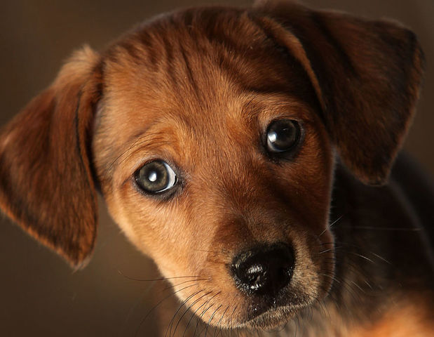 Puppies from national pet store chain sicken 39 people, officials say
