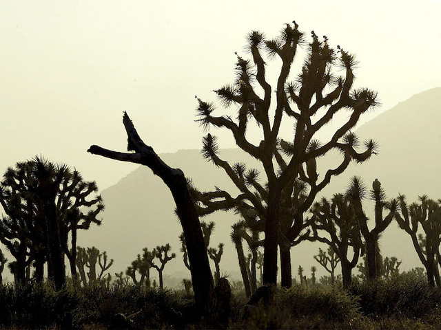 Bodies of missing hikers found locked in embrace at California's Joshua Tree park