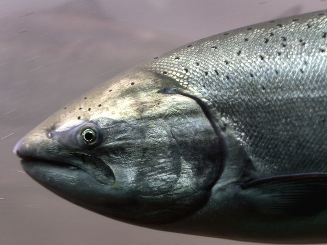 More than 26M fish stocked in Michigan waters during 2017