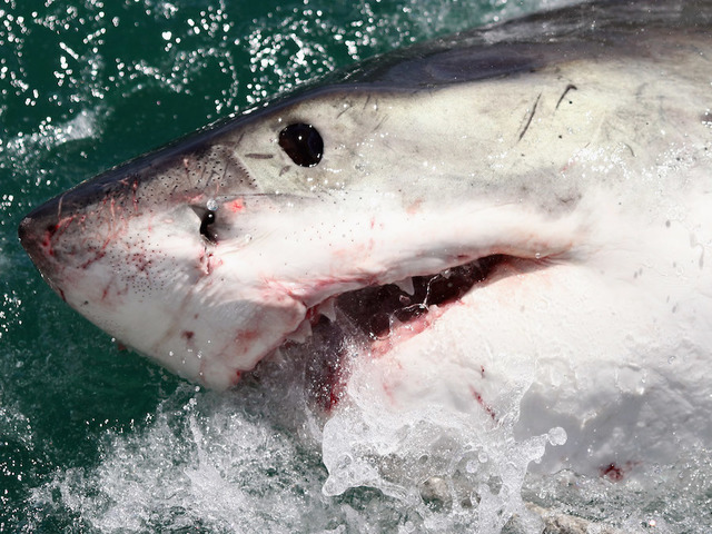 After shark attack, mom regains control with a bionic arm