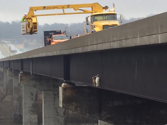 Goats rescued after wandering onto 150 foot high bridge in Pennsylvania