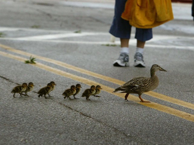 Long Island police rescue 14 ducklings from storm drain