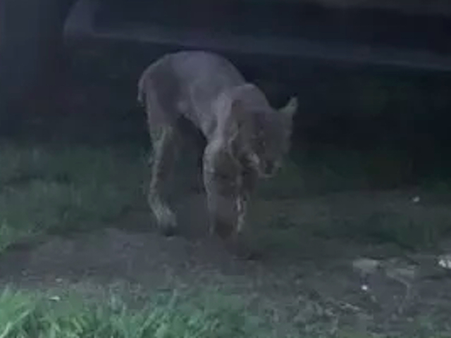 Georgia woman says she killed rabid bobcat with bare hands