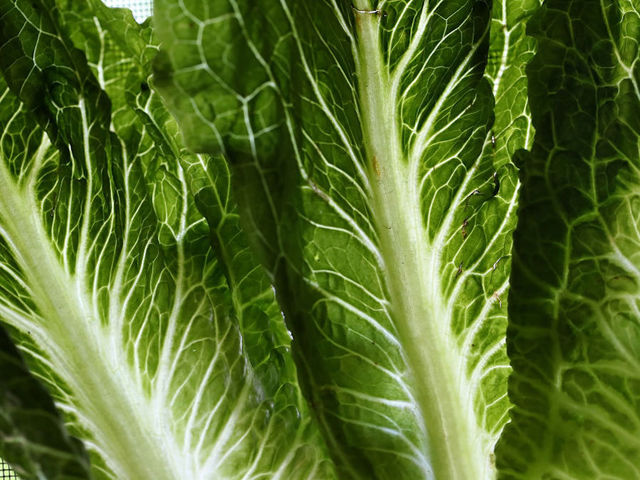 Deadly E. coli outbreak in lettuce traced to contaminated water