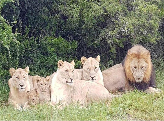 Lions kill suspected rhino poachers who sneaked onto South African game reserve