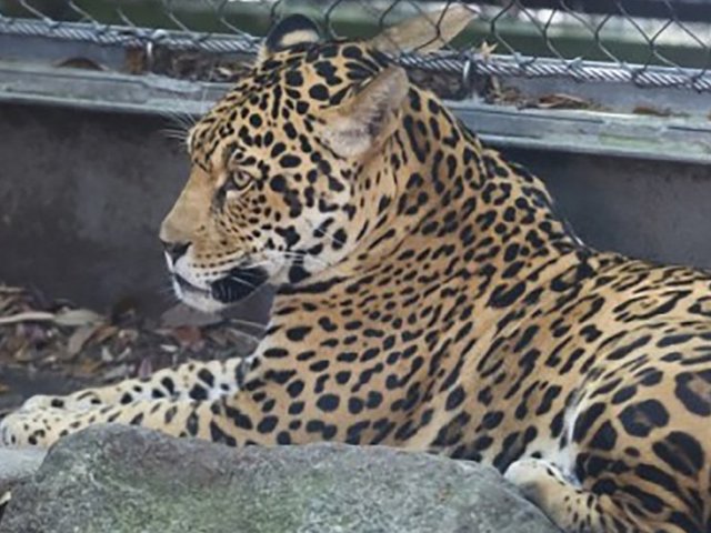 9th animal dies after a jaguar escaped its enclosure at the Audubon Zoo in New Orleans