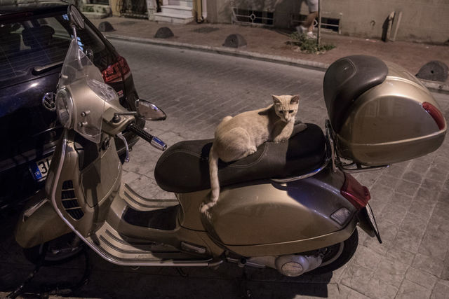 Photos: This place is known as 'The City of Cats'