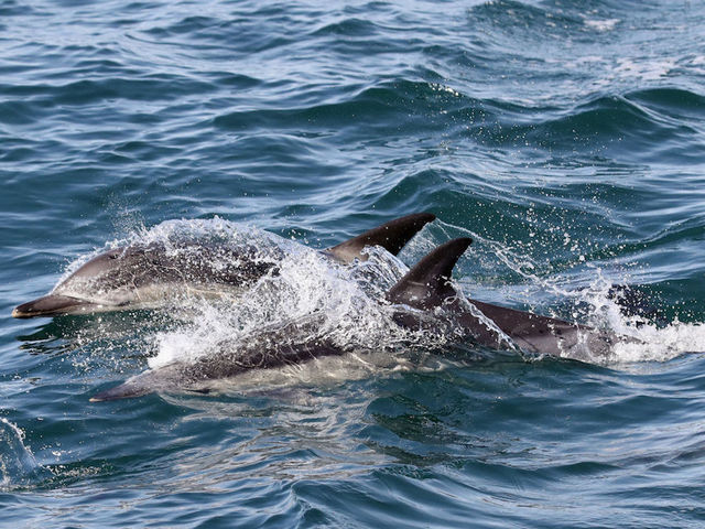 PETA rescues dolphin tangled in crab pot line