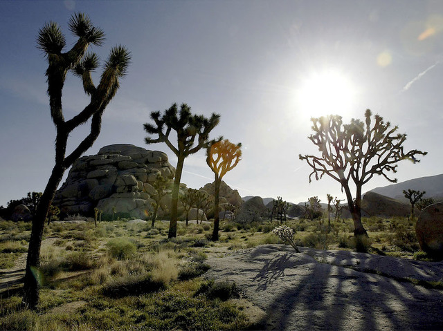 Man sentenced to five years for setting fire at Joshua Tree National Park