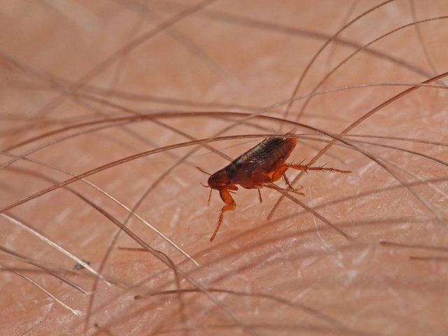 Flea-borne typhus spreads across Los Angeles area