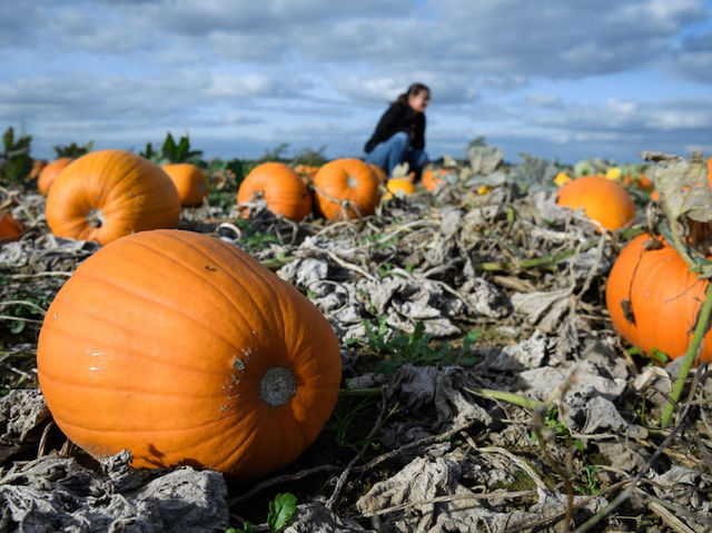 40 ways to celebrate National Pumpkin Day this Friday, including deals and freebies
