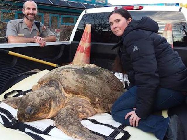 More than 100 sea turtles found dead off Cape Cod