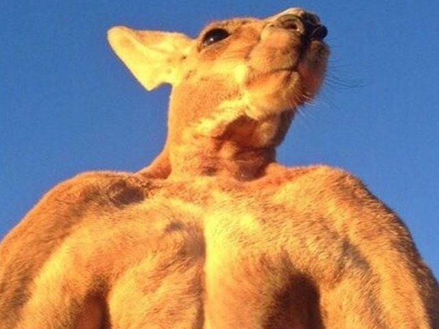 Roger, the beefcake kangaroo who became an internet sensation, dies at the age of 12